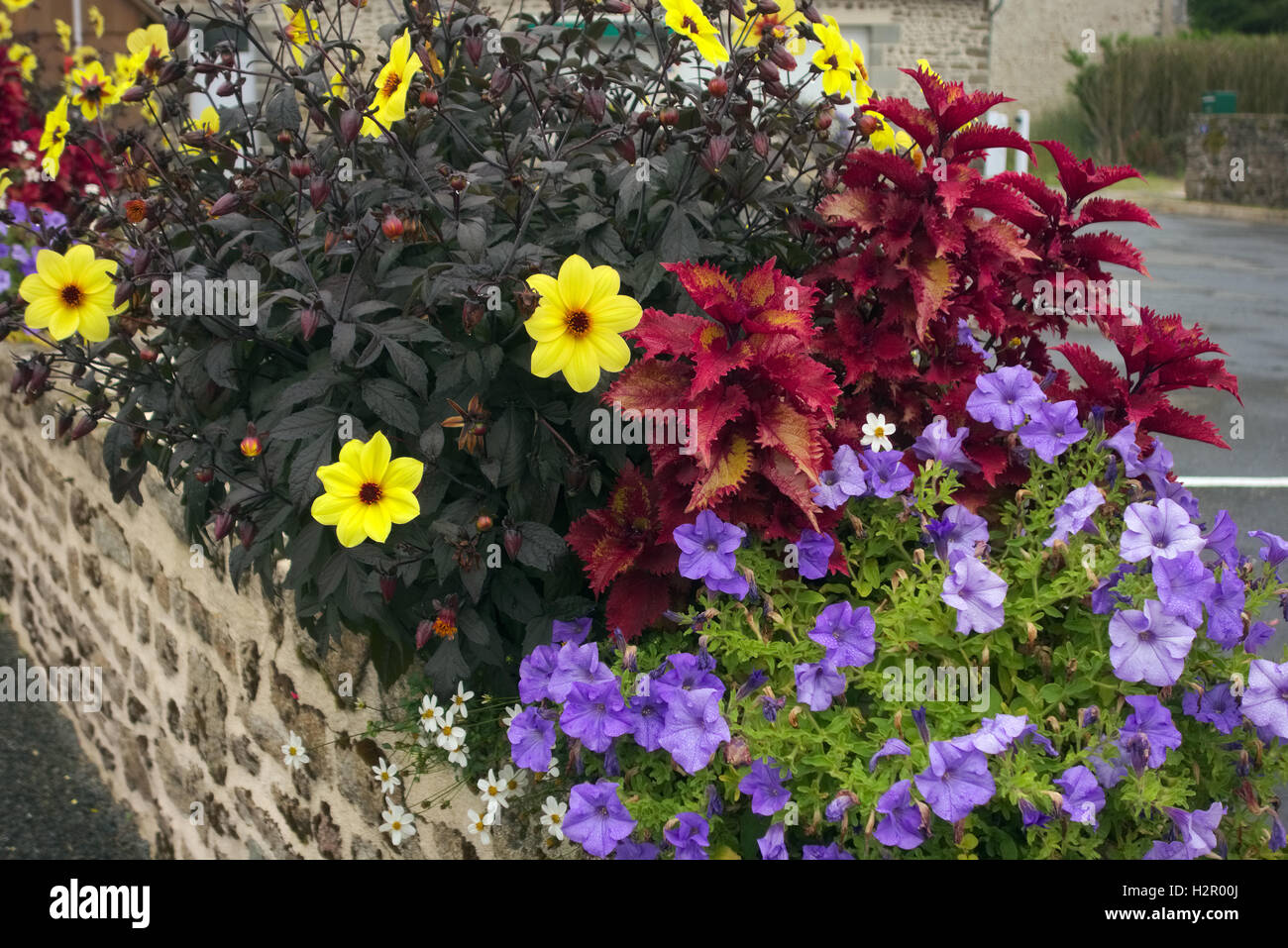 Summer display with Single Dahlia 'HS Party', Solenostemon and blue Petunias and white Bidens 'Pirate's Pearl' Stock Photo