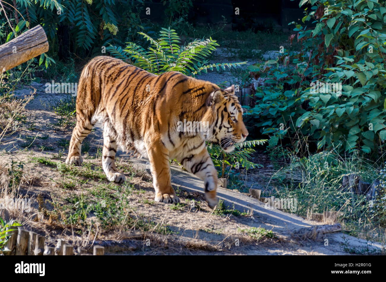 Proud tiger walking in the park, Sofia, Bulgaria Stock Photo - Alamy