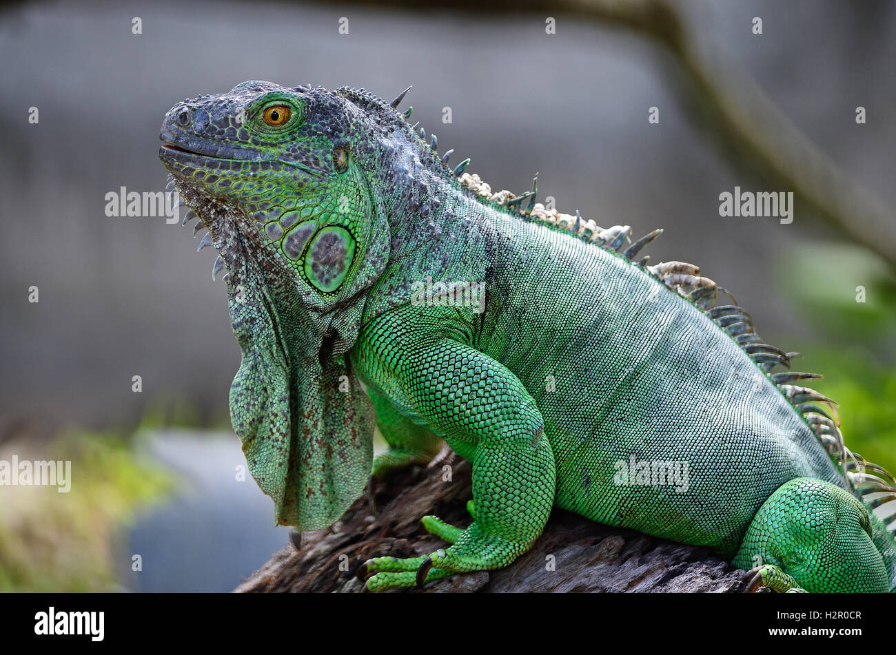 female Green Iguana Stock Photo Alamy