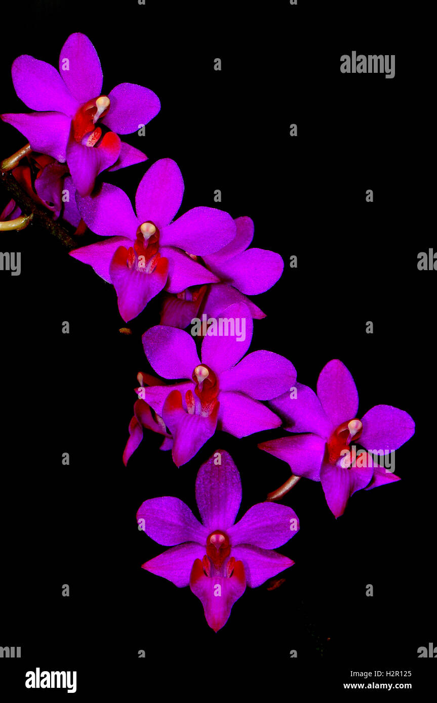 Phalaenopsis hybrid Stock Photo