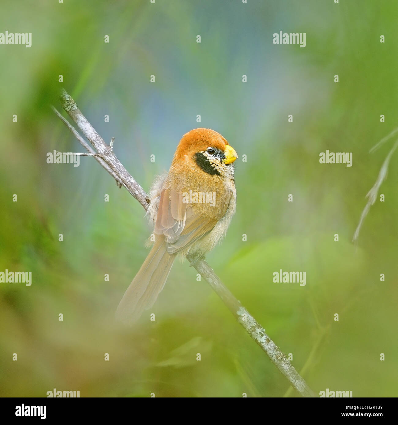 Spot-breasted Parrotbill Stock Photo