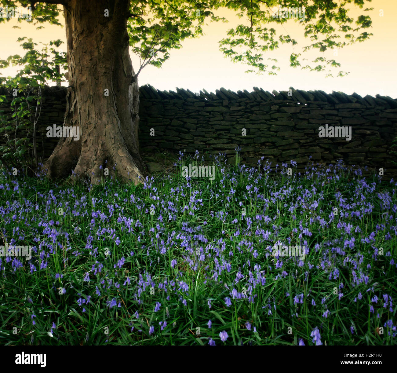 Bluebells with Tree and wall Stock Photo