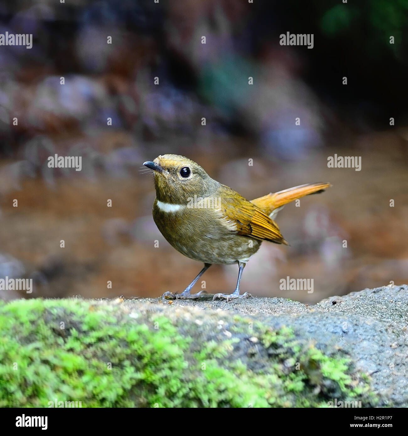 female Rufous-bellied Niltava Stock Photo - Alamy