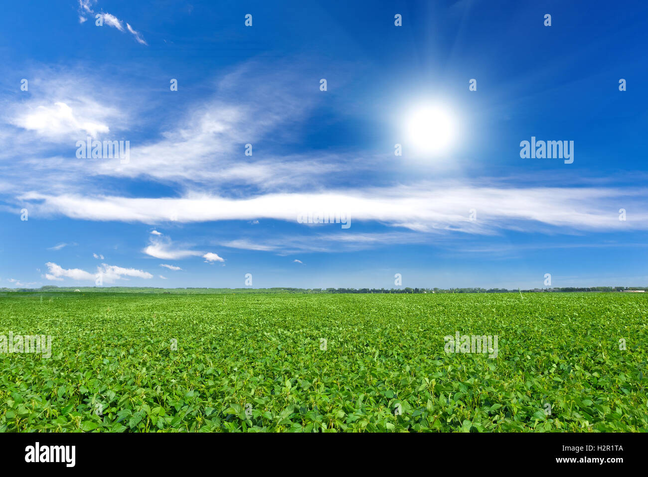 Soybean scene hi-res stock photography and images - Alamy
