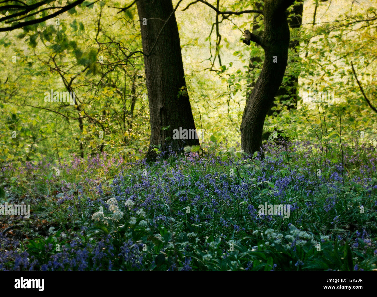 Bluebell Wood and Garlic flowers Stock Photo