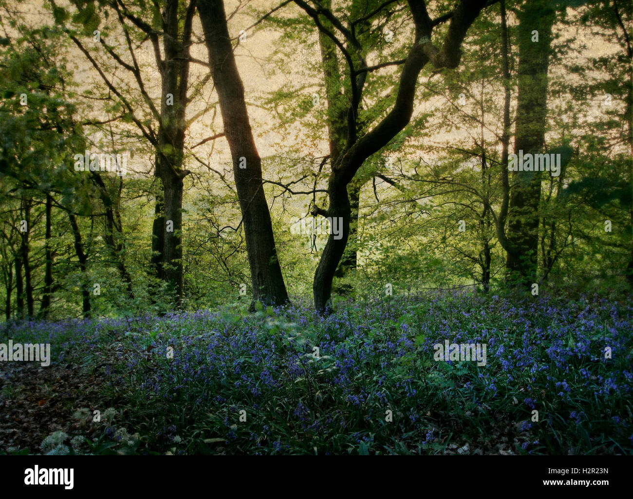Bluebells on the ground of a woodland and sunlight Stock Photo