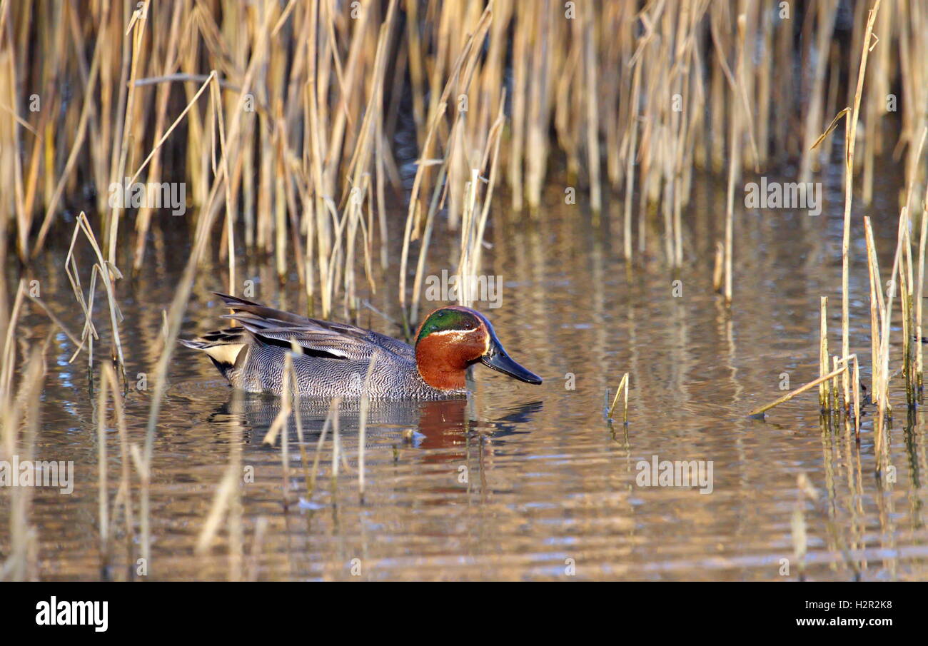 Eurasian (or common) teal duck in the pond Stock Photo