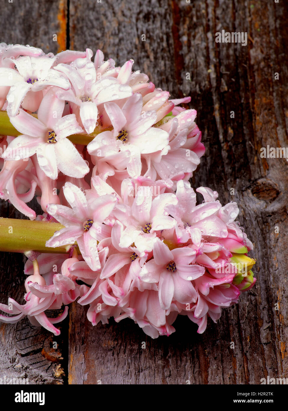 Pink Hyacinths Stock Photo