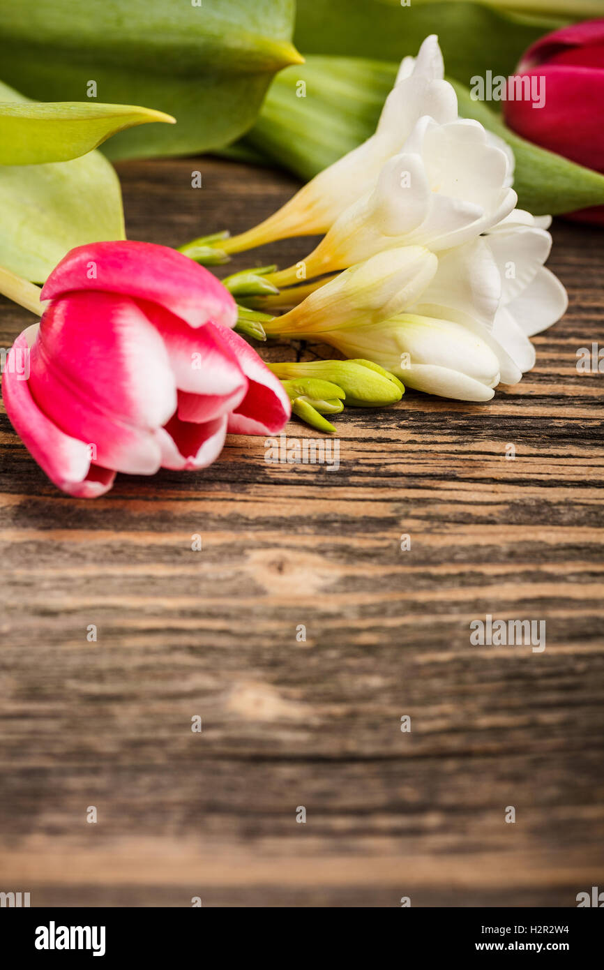 Tulip and freesia Stock Photo Alamy