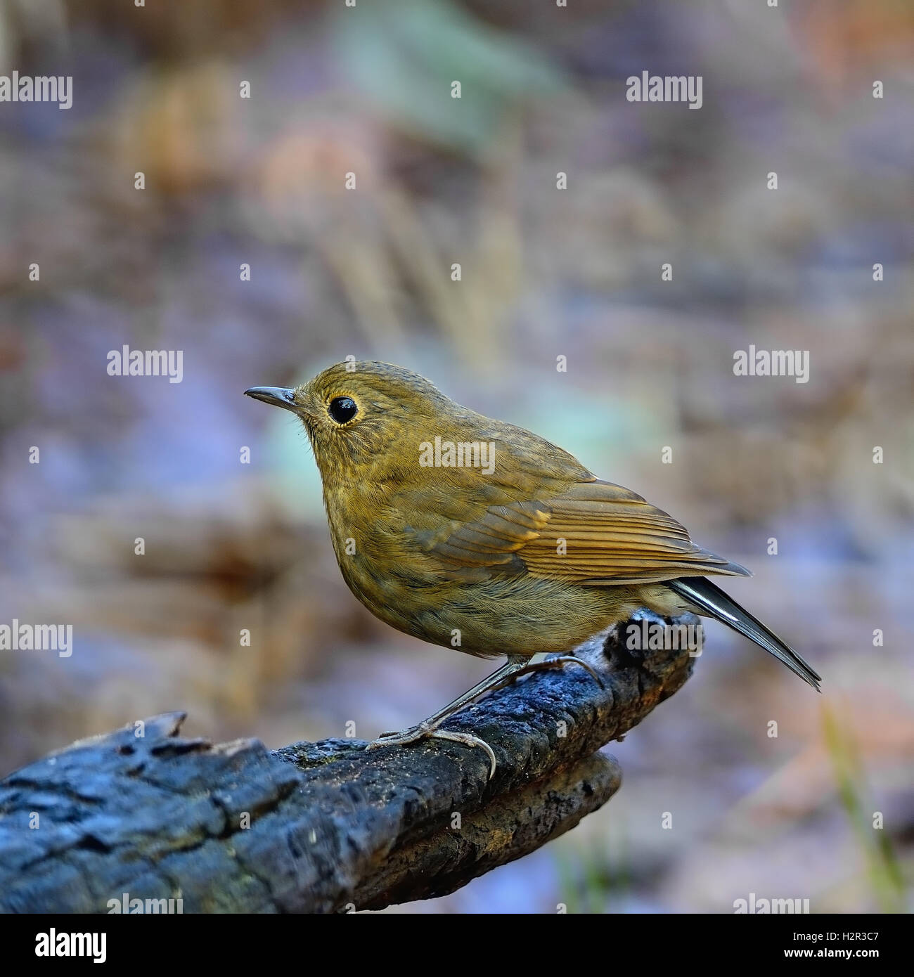 female White-tailed Robin Stock Photo