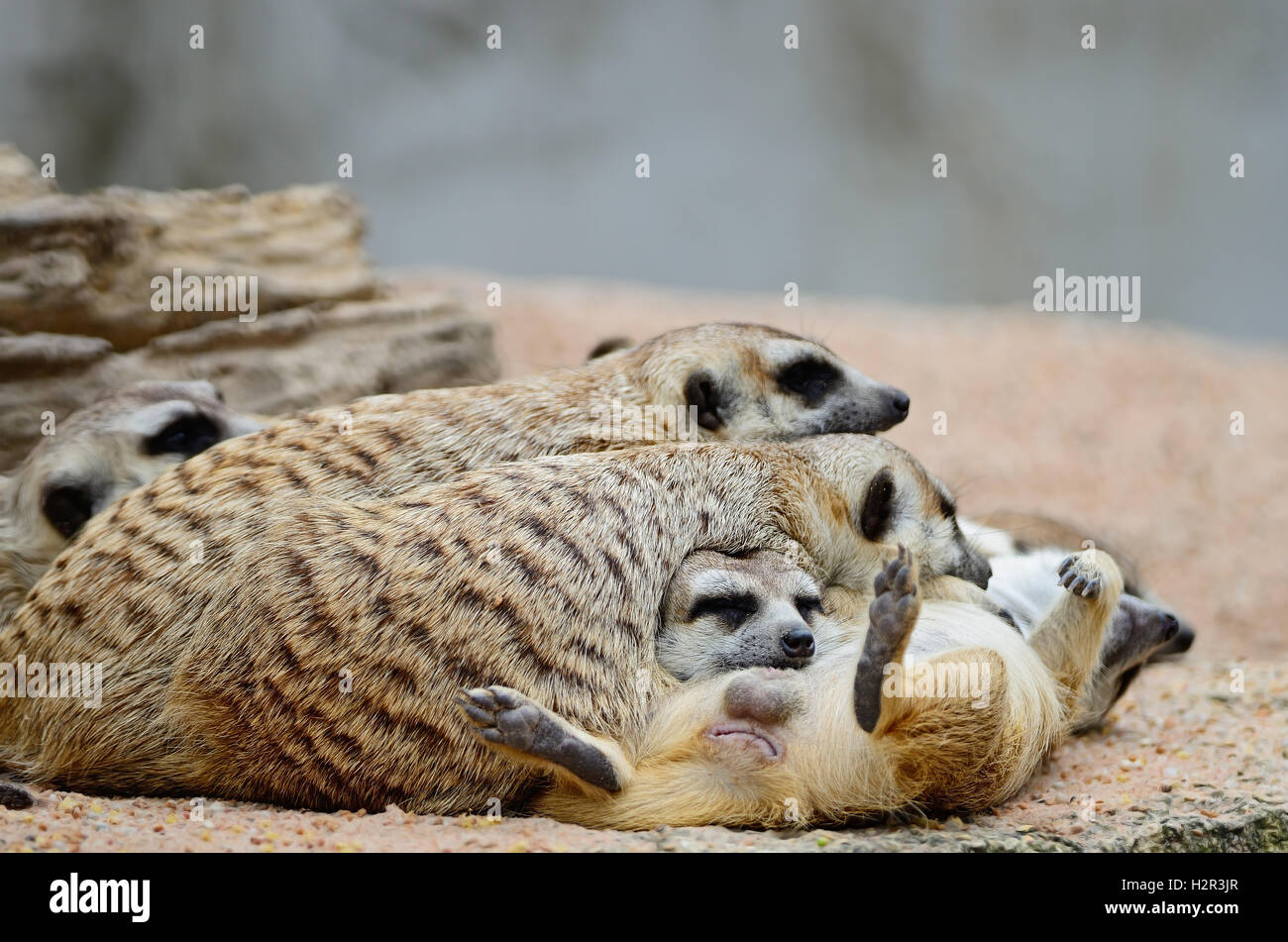 Meerkat Stock Photo