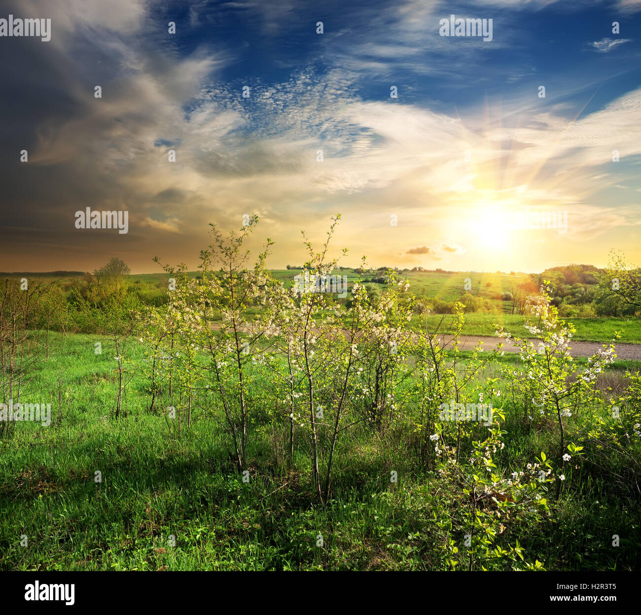 Spring landscape trees road hi-res stock photography and images - Alamy