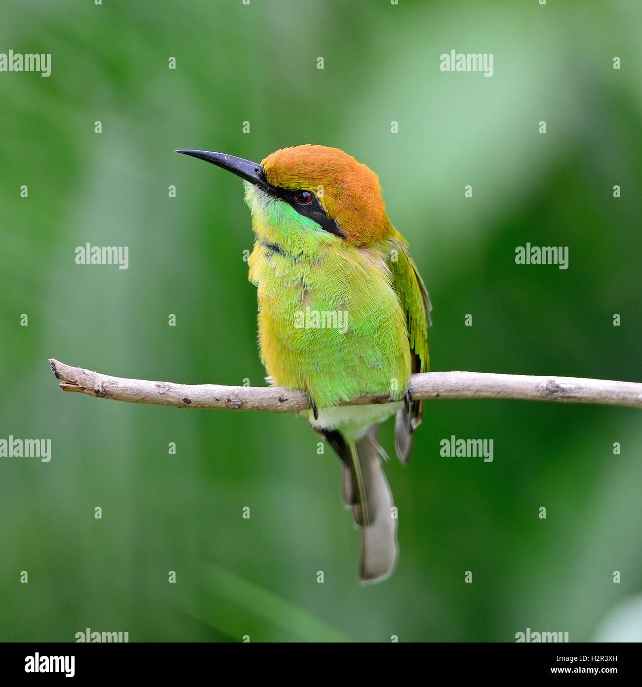 Little Green Bee-eater Stock Photo - Alamy