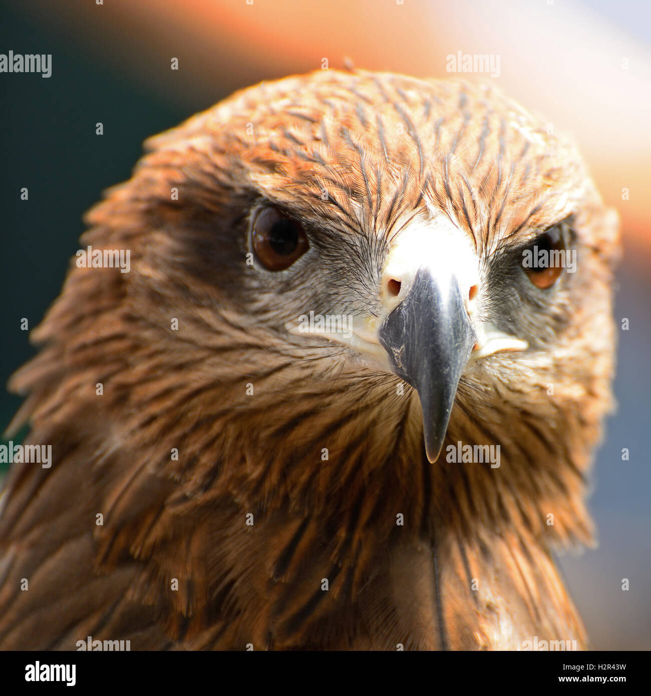 Black Kite Stock Photo