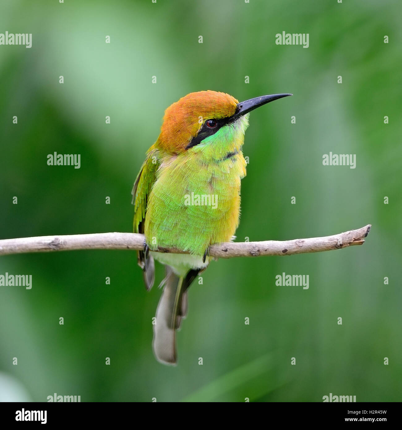 Little Green Bee-eater Stock Photo - Alamy