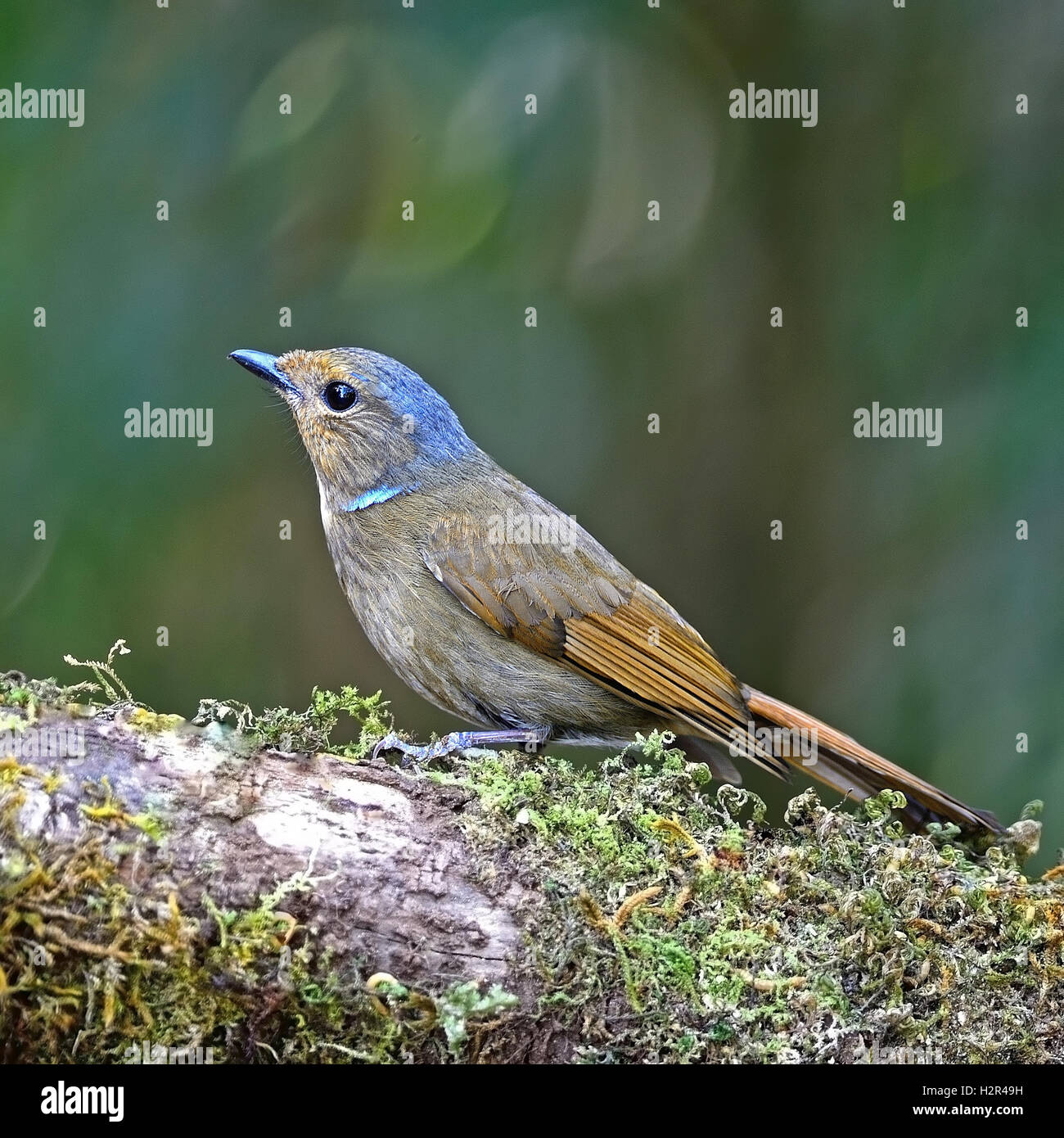 female Rufous-bellied Niltava Stock Photo - Alamy