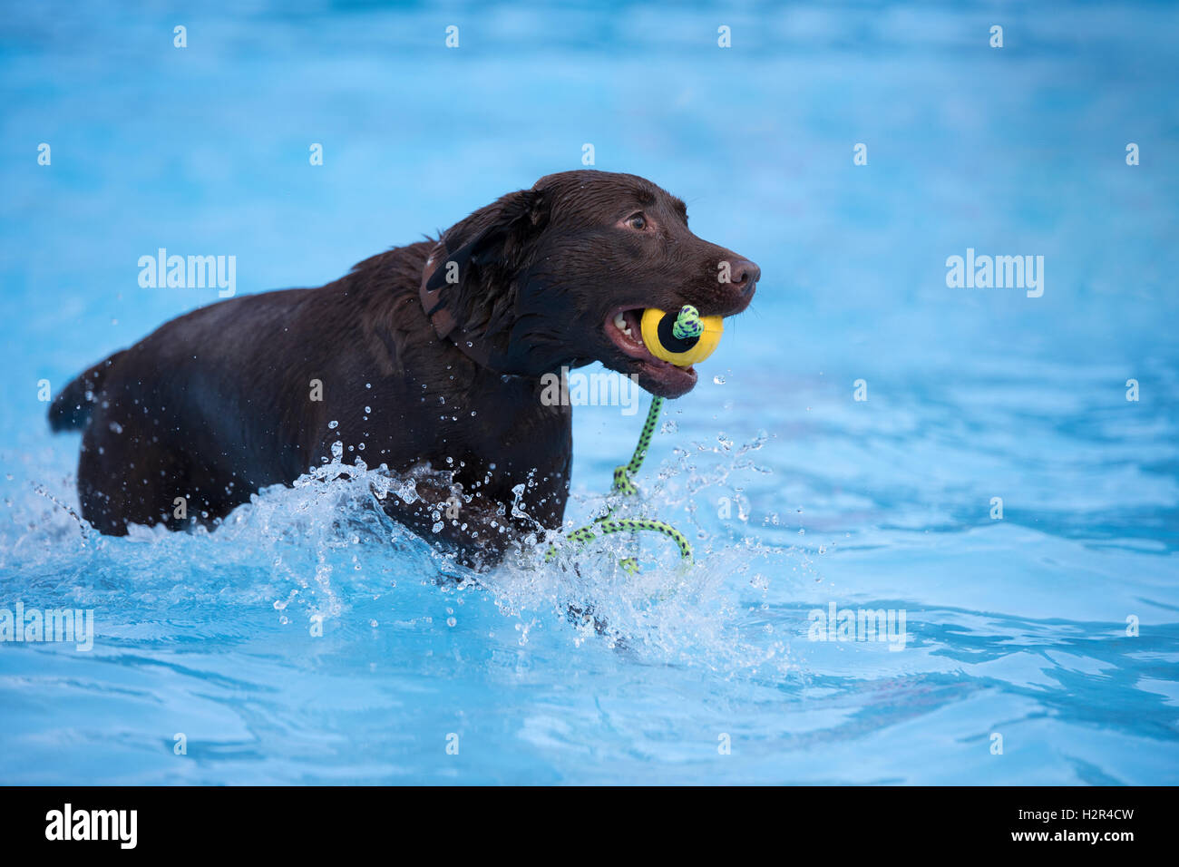 Dog, brown Labrador retriever, fetching yellow ball in swimming pool, blue water Stock Photo