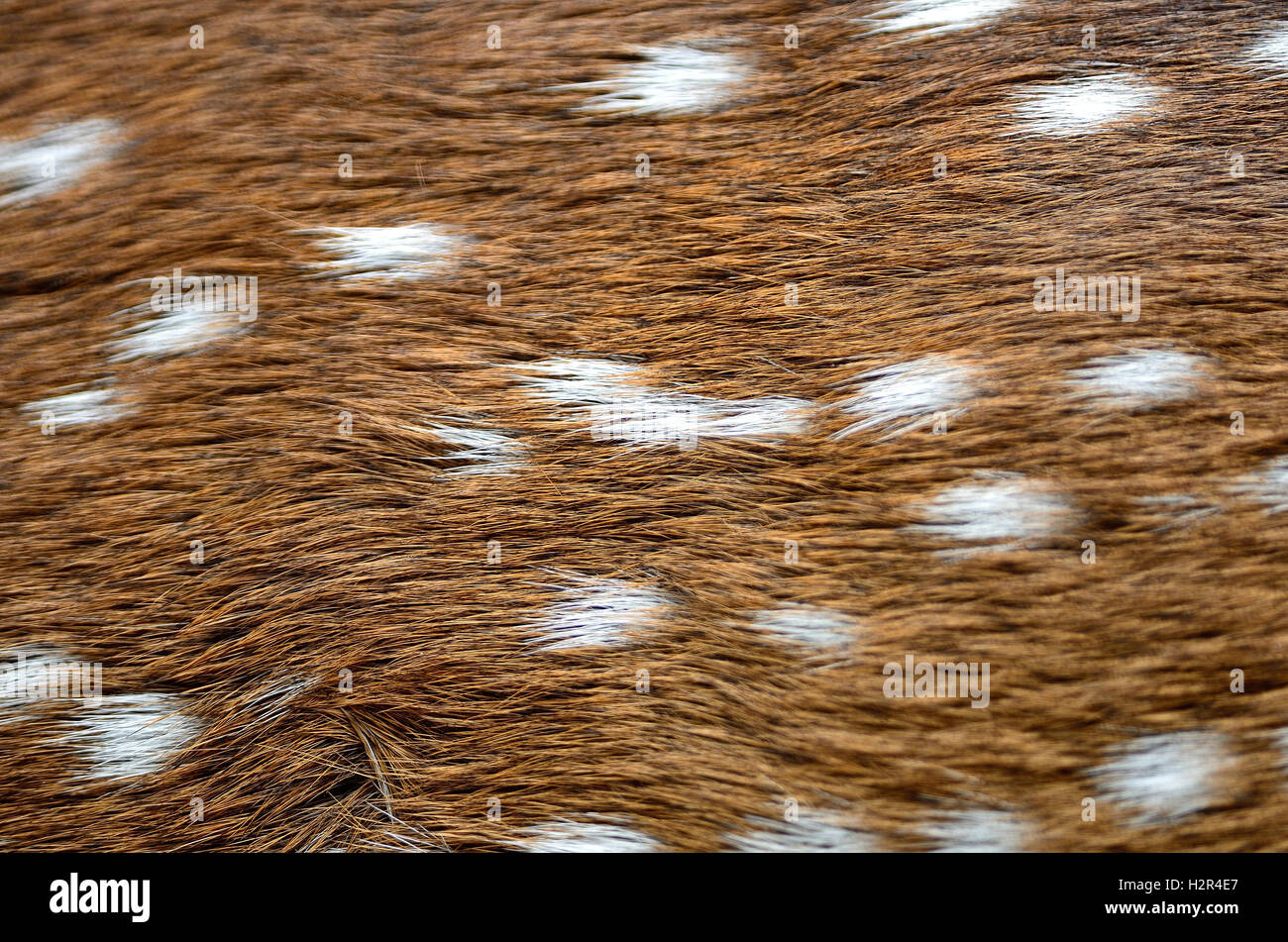 Spotted deer skin Stock Photo Alamy