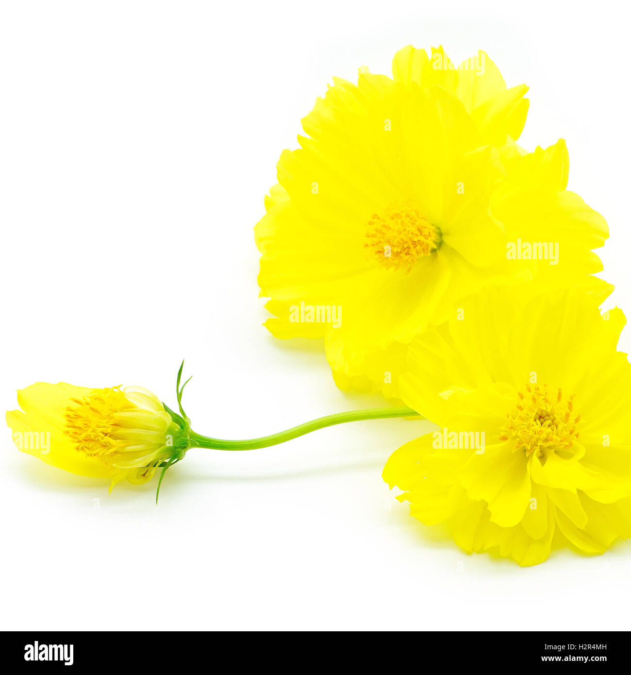 yellow Cosmos flower Stock Photo - Alamy