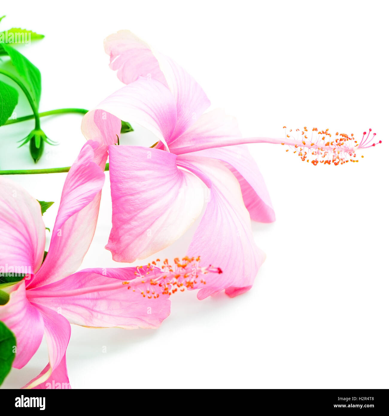 Pink hibiscus hawaii hi-res stock photography and images - Alamy