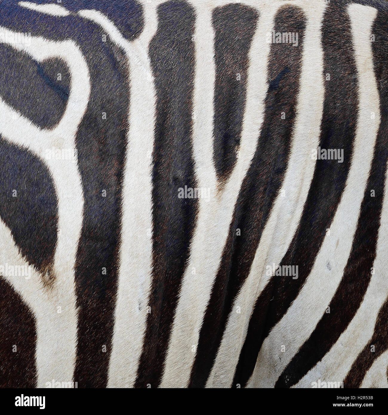 Common Zebra skin Stock Photo Alamy