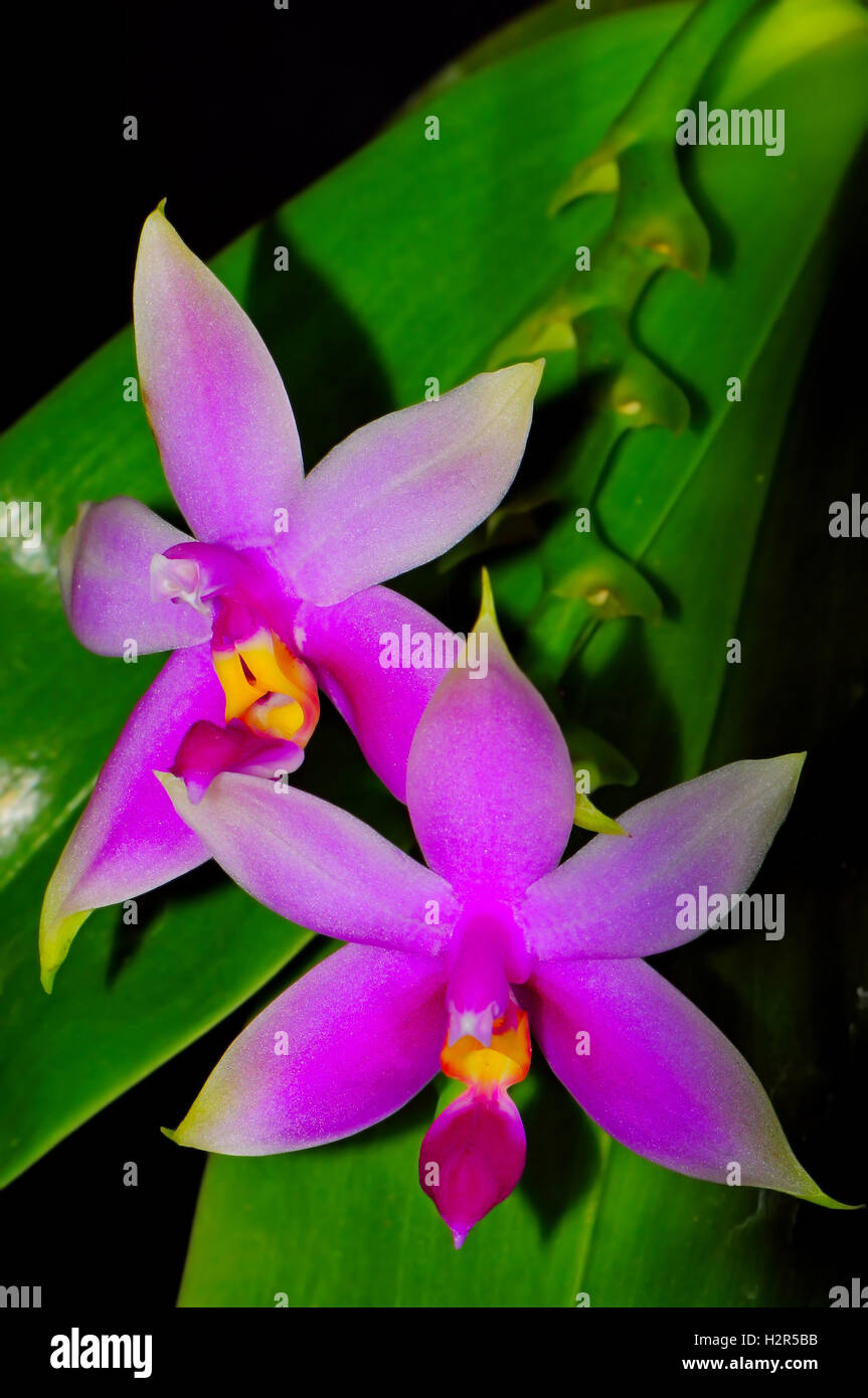Phalaenopsis violacea Stock Photo