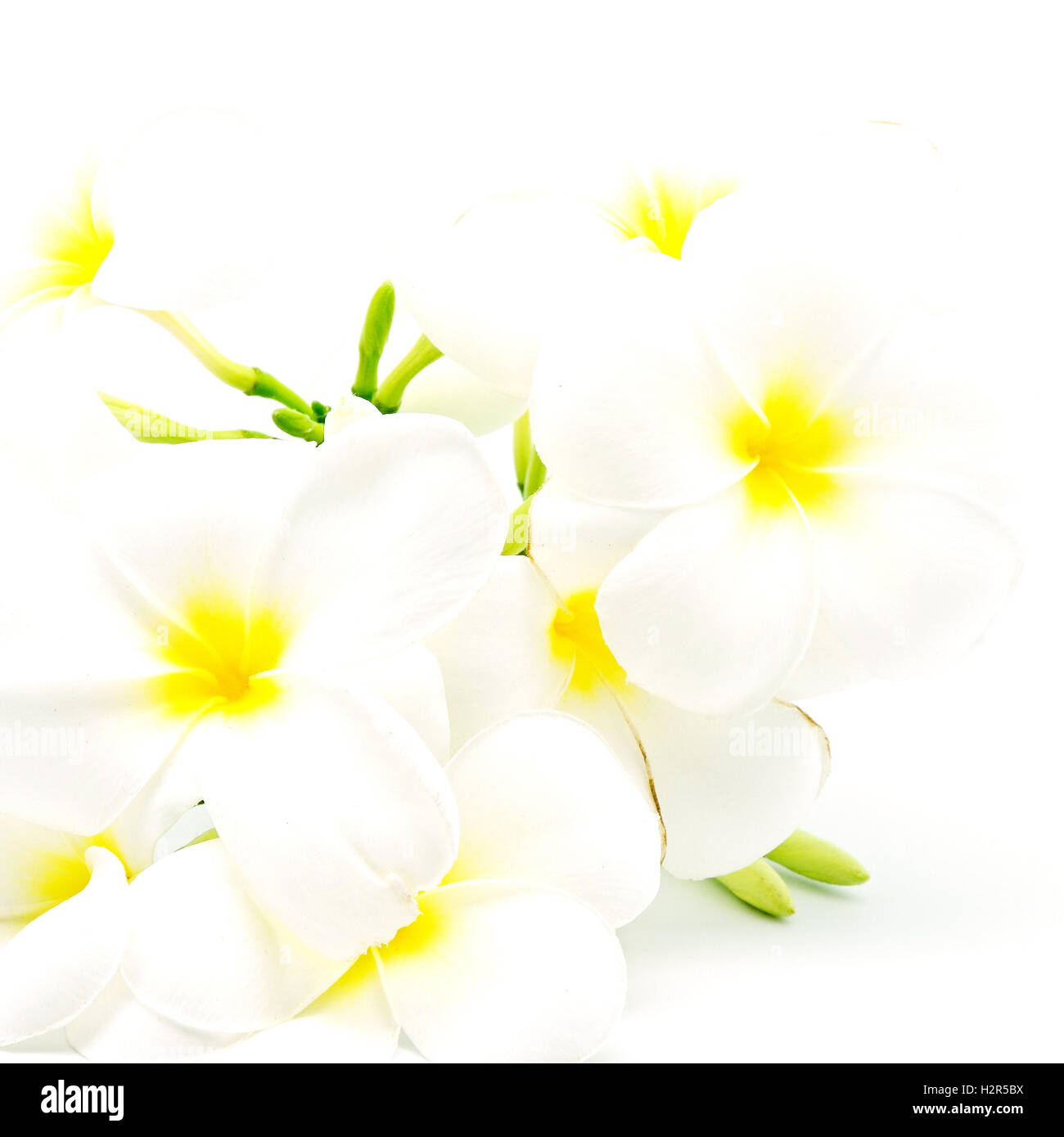 white and yellow Plumeria Stock Photo - Alamy