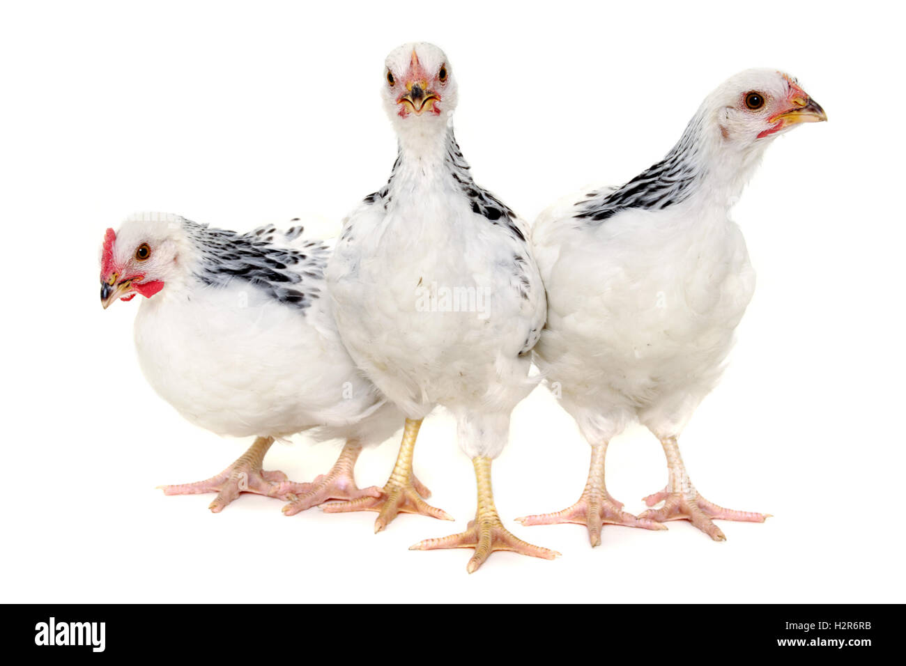 Group of chickens Stock Photo Alamy