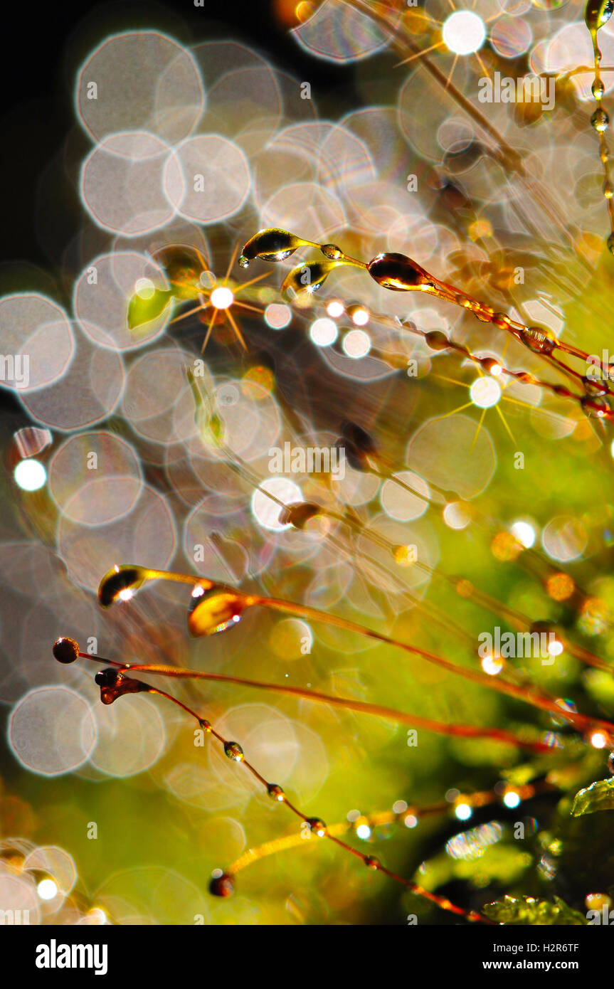 Blur bright hi-res stock photography and images - Alamy