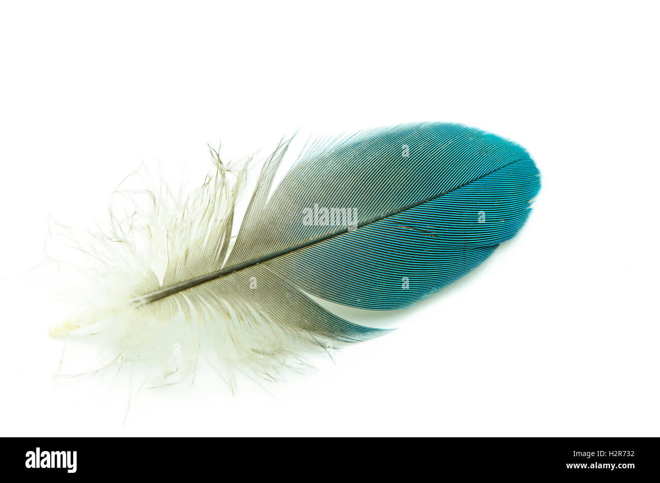 Imagination Feather High Resolution Stock Photography and Images - Alamy
