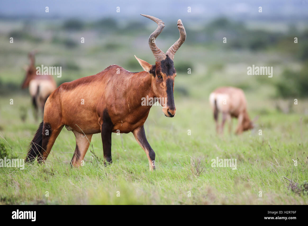 Red Hartebeest antelope Stock Photo