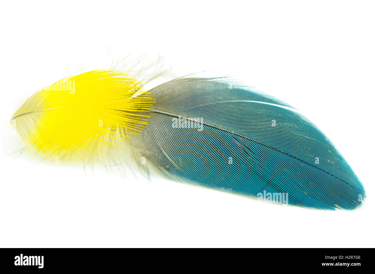 White feather background Cut Out Stock Images & Pictures - Alamy