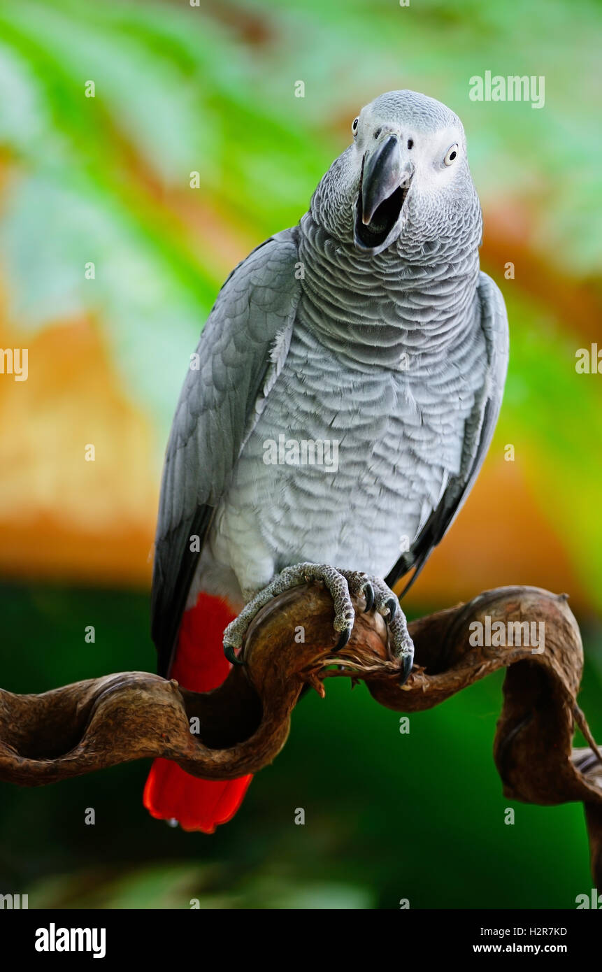 Tropical african bird hi-res stock photography and images - Alamy