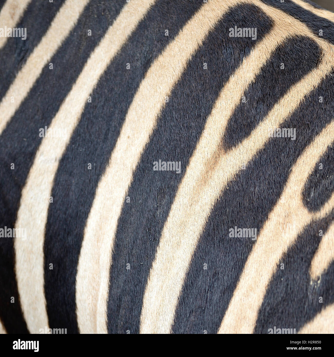 Common Zebra skin Stock Photo - Alamy