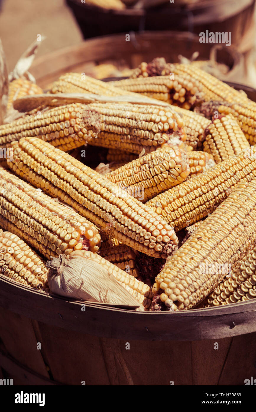 A basket of feed corn ready to be ground Stock Photo