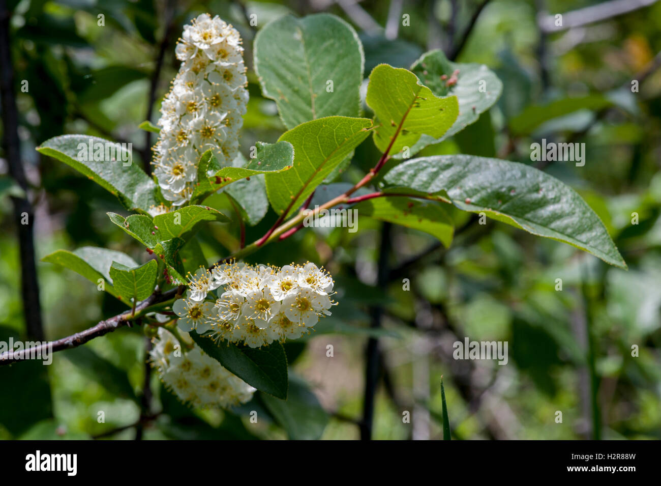 Probably a Chokeberry (Aronia melocarpa) that escaped cultivation as this species is not native to Colorado. Stock Photo
