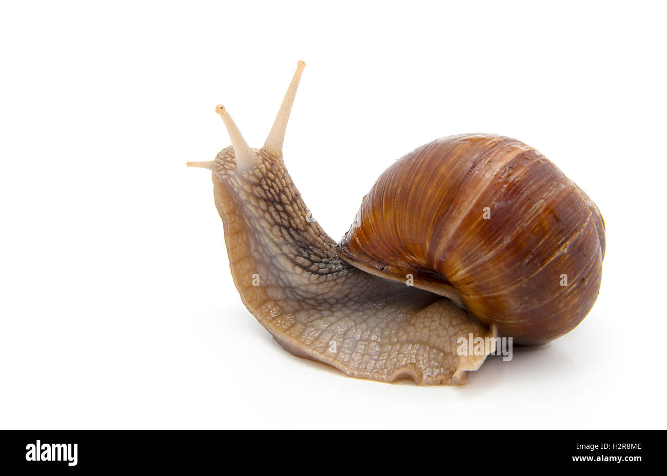 Garden snail on white background Stock Photo - Alamy