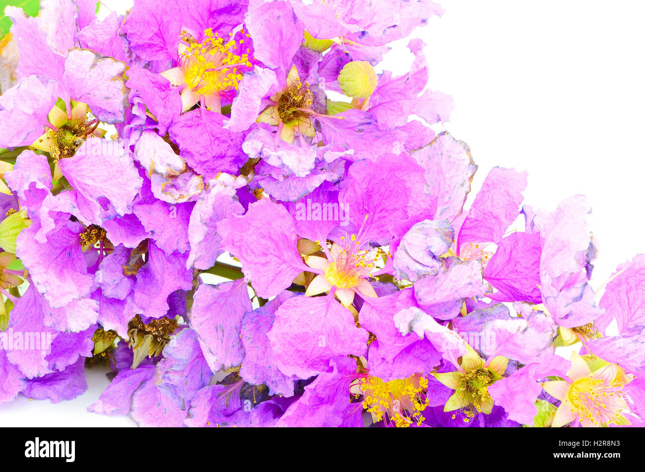 Flower arrangement india hi-res stock photography and images - Alamy