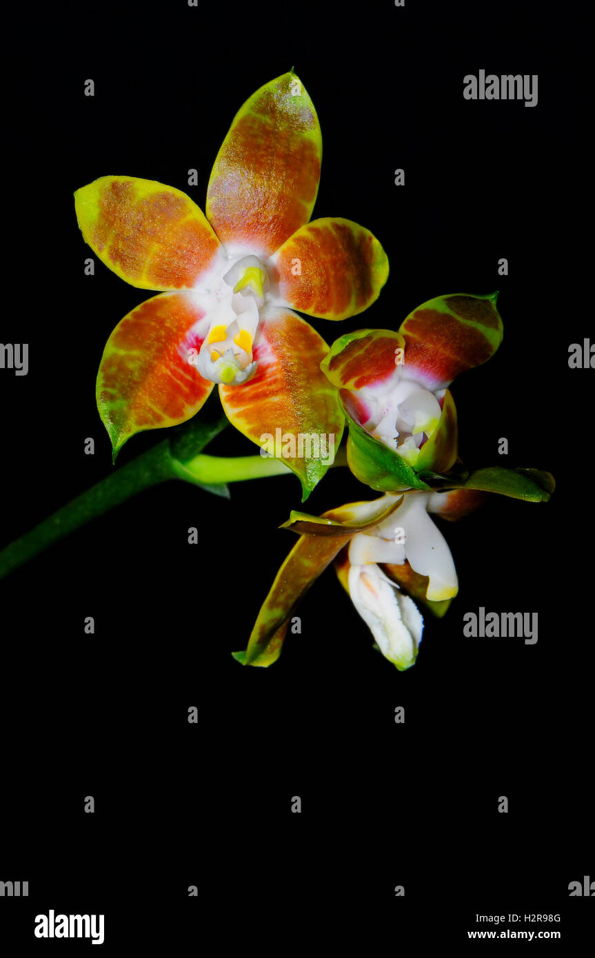 Phalaenopsis venosa Stock Photo
