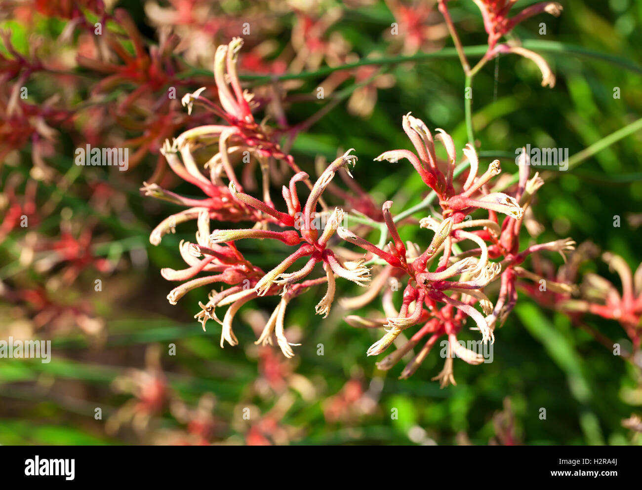kangaroo paw, anigozanthos, Australia plant Stock Photo Alamy