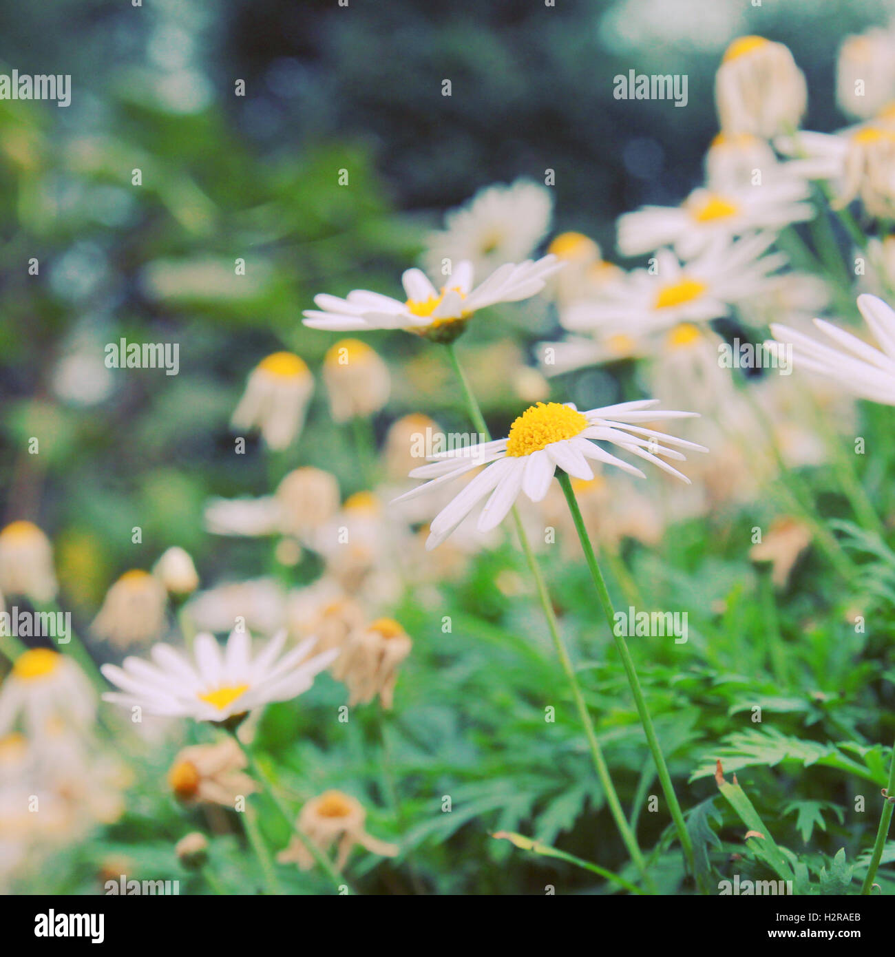 Daisy flowers in garden with retro filter effect Stock Photo - Alamy