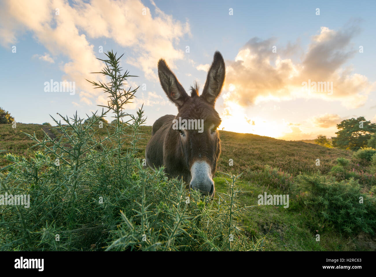 Grey New Forest donkey with pricked up ears grazing on a gorse bush in evening sunlight in the Hampshire national park, England, UK Stock Photo