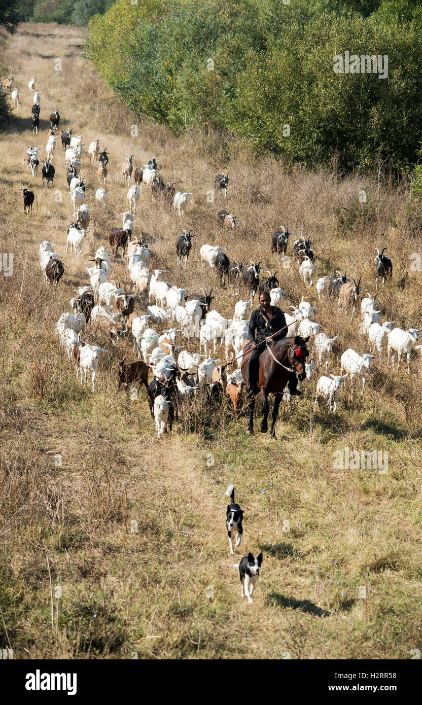 Strandja Mountians Bulgaria October 2nd 2016: Goat herder moves his herd around for watering holes as the dry warm weather with little or know rain fall in the last few weeks set continue, rivers are low and ponds are dry.   ©Clifford Norton/Alamy Live  News Stock Photo