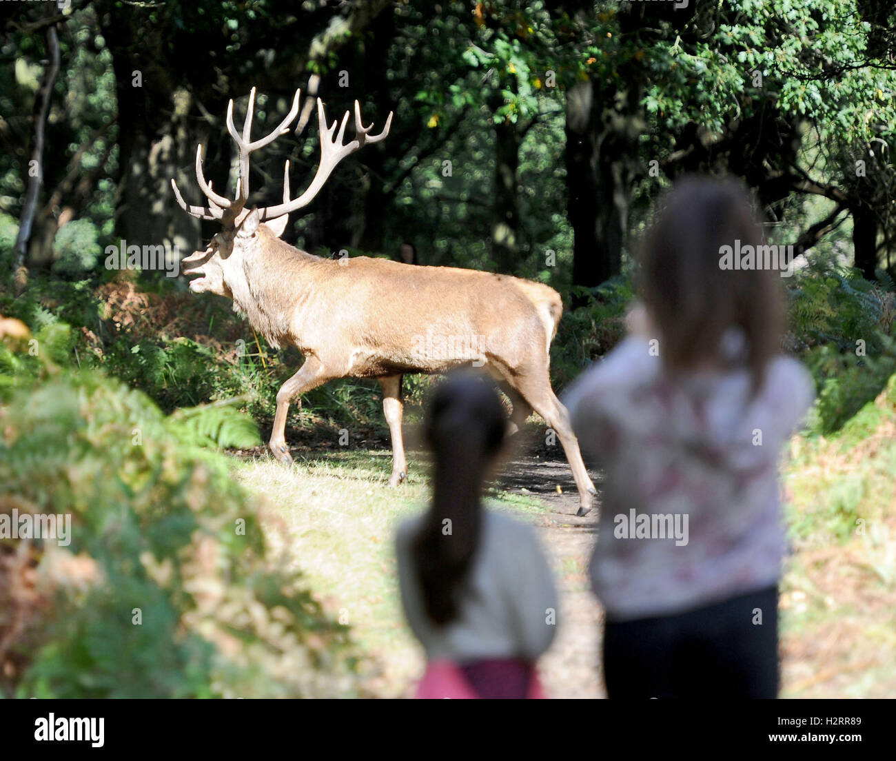 London, UK. 02nd Oct, 2016. Stag deer in Richmond Park, London Credit:  Dorset Media Service/Alamy Live News Stock Photo