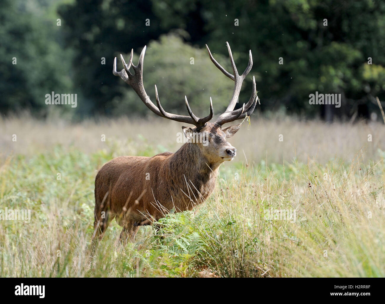London, UK. 02nd Oct, 2016. Stag deer in Richmond Park, London Credit:  Dorset Media Service/Alamy Live News Stock Photo