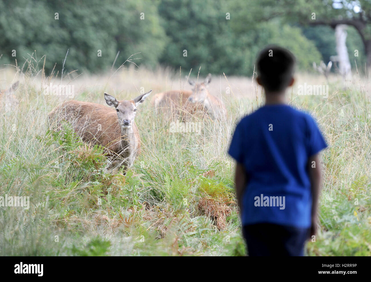 London, UK. 02nd Oct, 2016. Deer in Richmond Park, London Credit:  Dorset Media Service/Alamy Live News Stock Photo