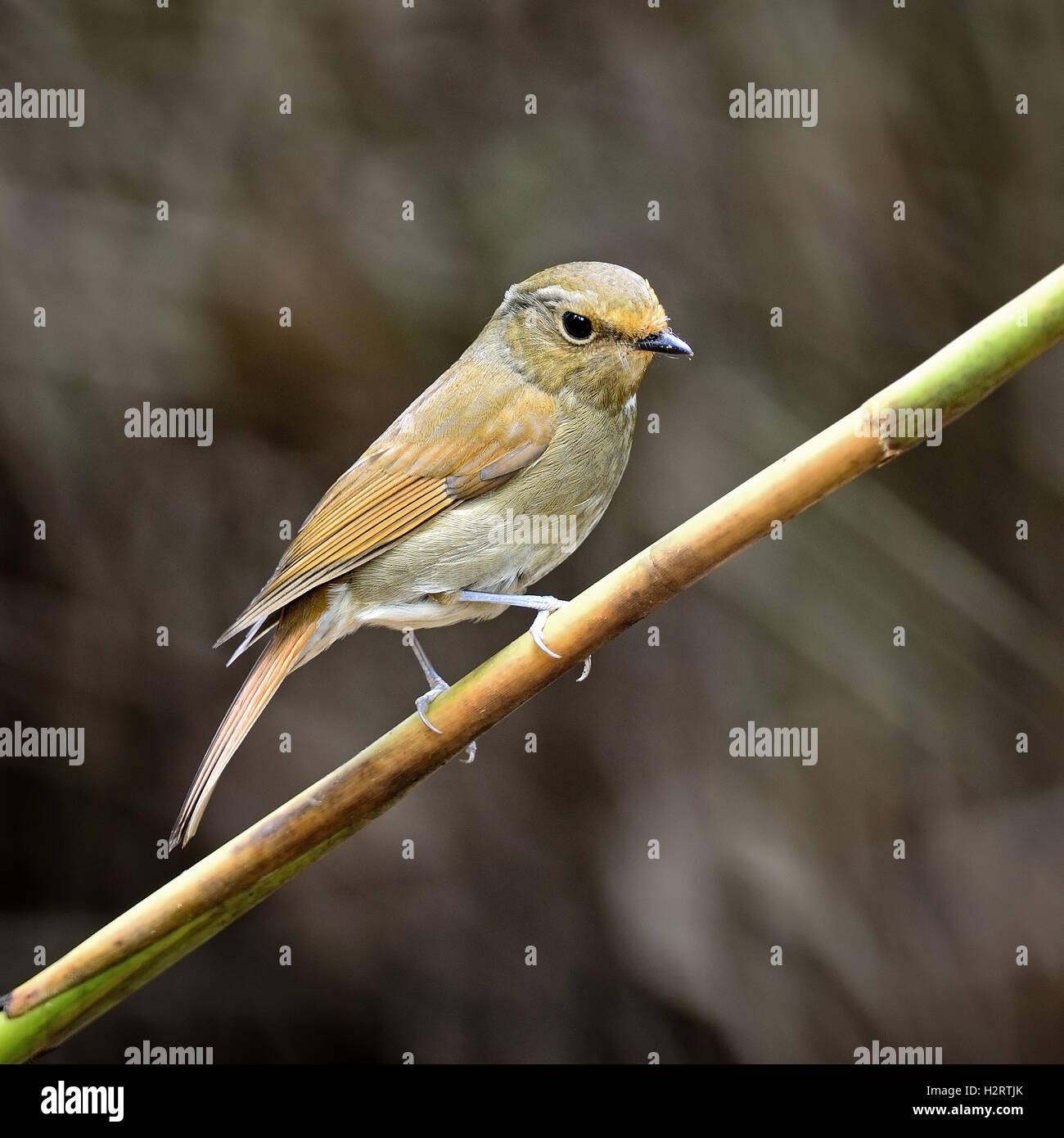 female Rufous-bellied Niltava Stock Photo - Alamy