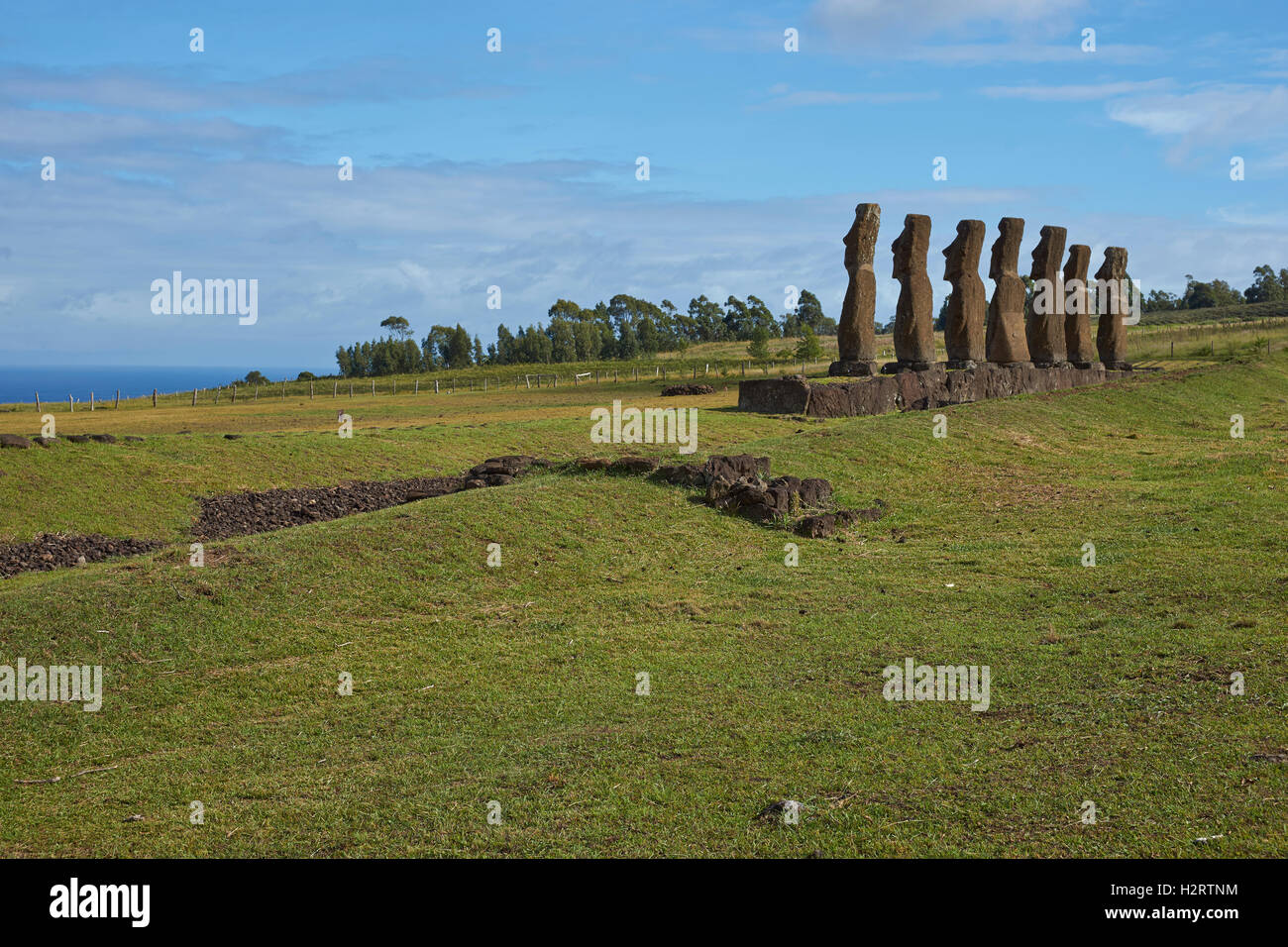 Moai statues set amongst green fields and facing the sea on Rapa Nui