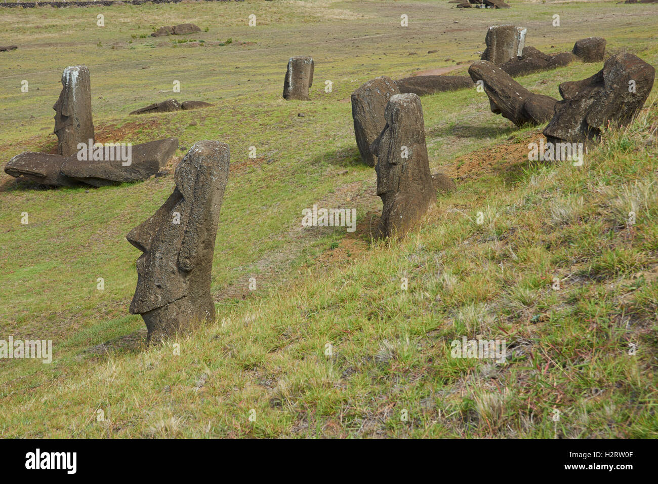 Moai statues of Rapa Nui (Easter Island Stock Photo Alamy