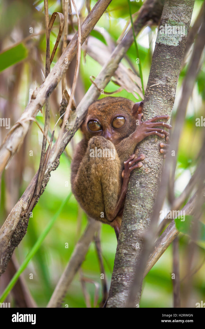 Small funny tarsier on the tree in natural environment at Bohol island ...